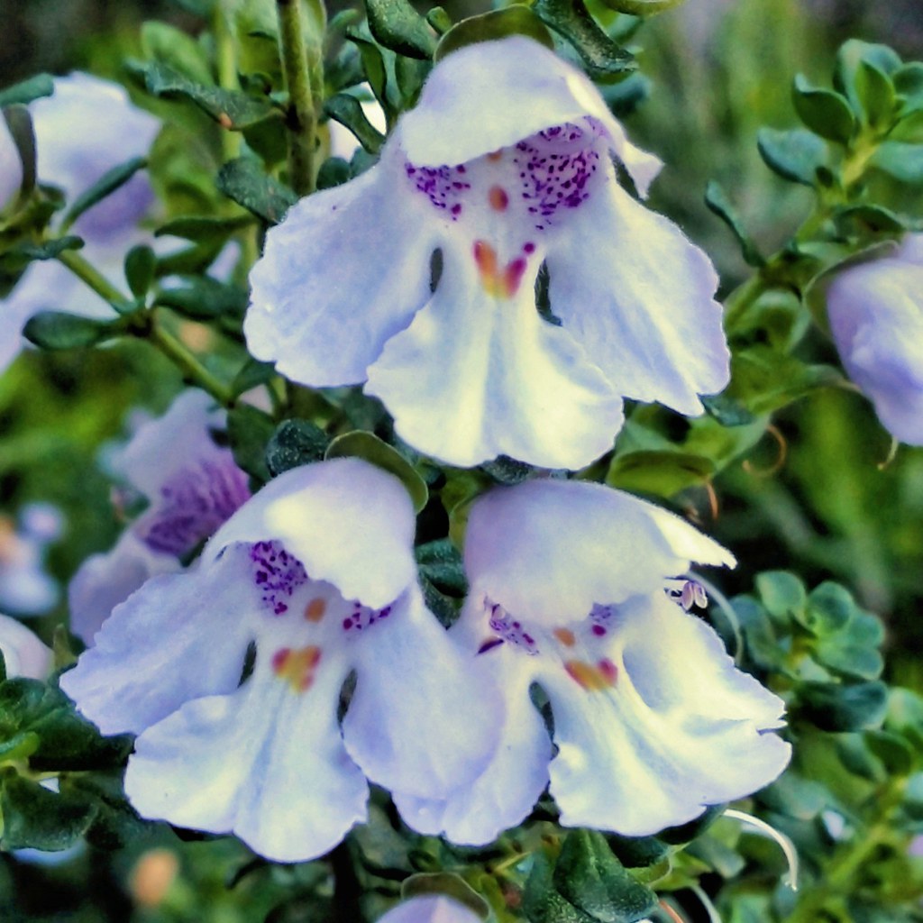 Australian Bush Flower Essences Alpine Mint Bush 15ml - Cutprice Online