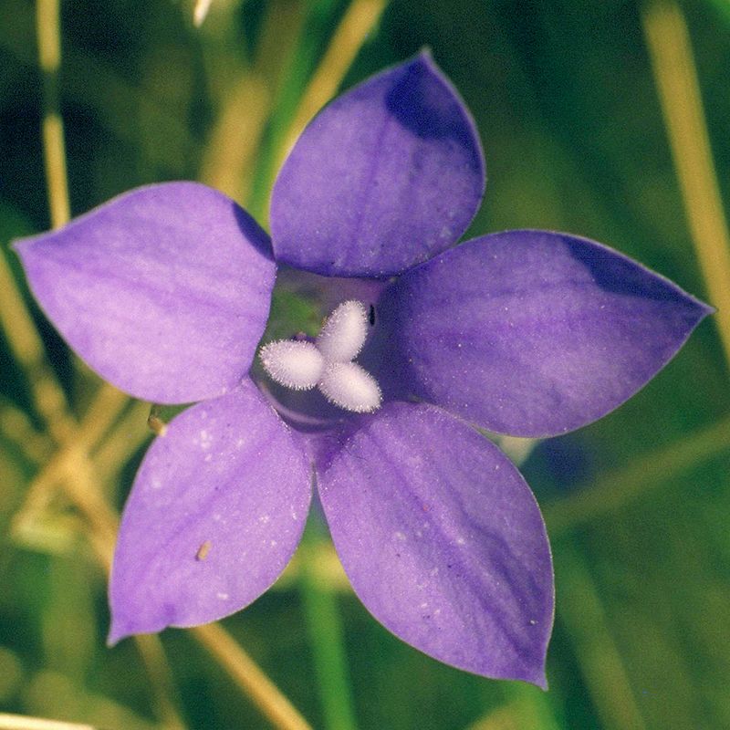 Australian Bush Flower Essences Bluebell 15ml - Cutprice Online