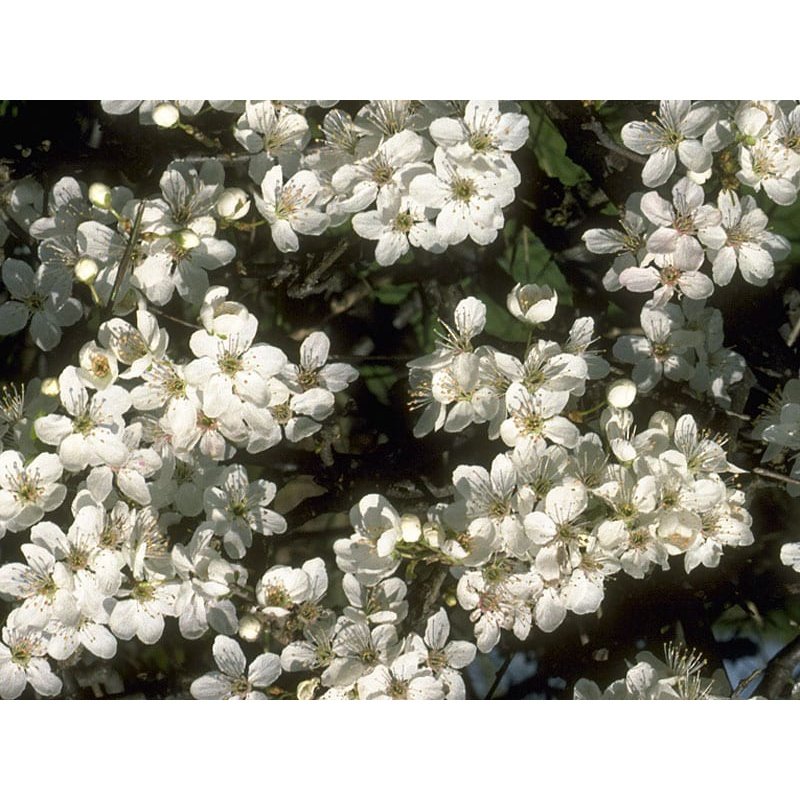 Bach Flower Remedies Cherry Plum 20ml Bach Flower