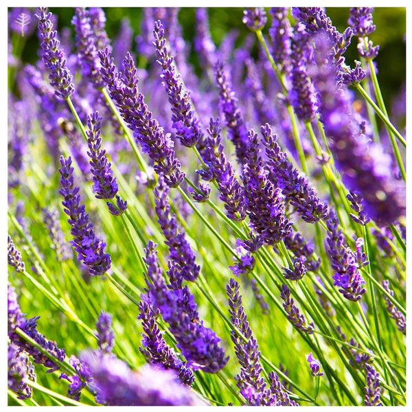 Ausganica Organic Essential Oil Lavandin 10ml - Cutprice Online