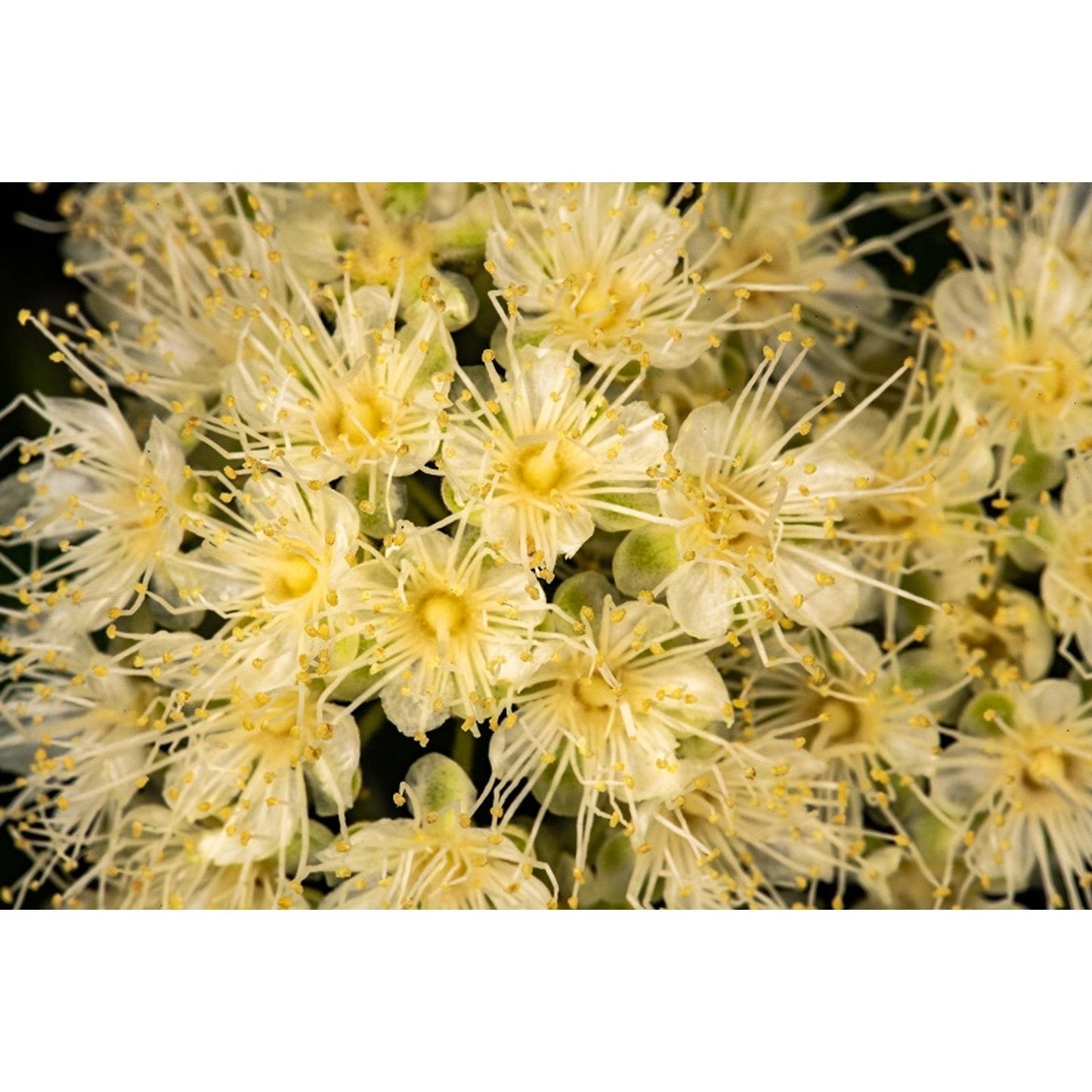 Ausganica Organic Essential Oil Lemon Myrtle 10ml - Cutprice Online