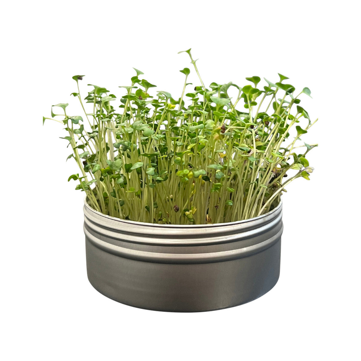 Untamed Health Mini Tini Microgreens Grow Kit Broccoli - Cutprice Online
