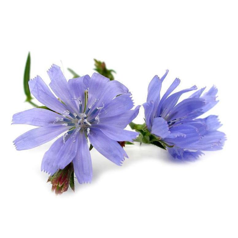 Bach Flower Remedies Chicory 20ml Bach Flower