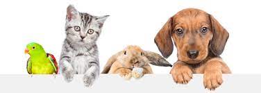 Pet Care