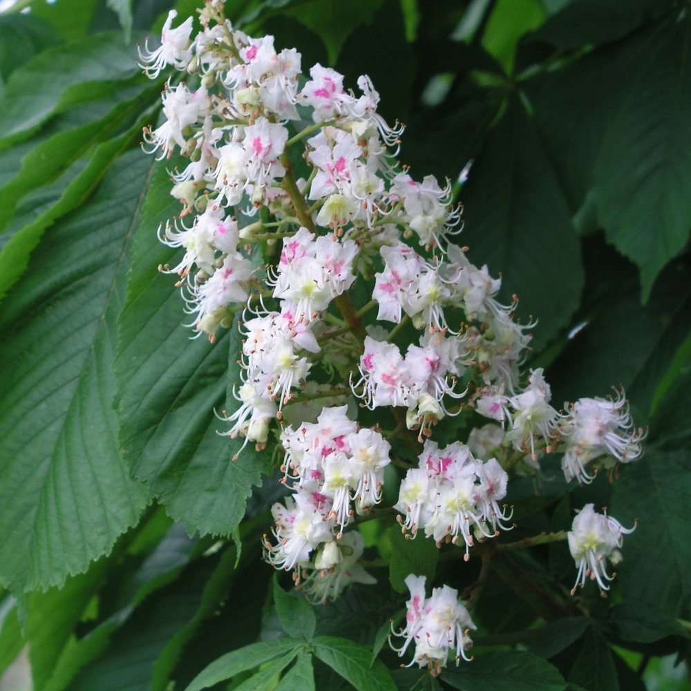 Bach Flower Remedies White Chestnut 20ml Bach Flower