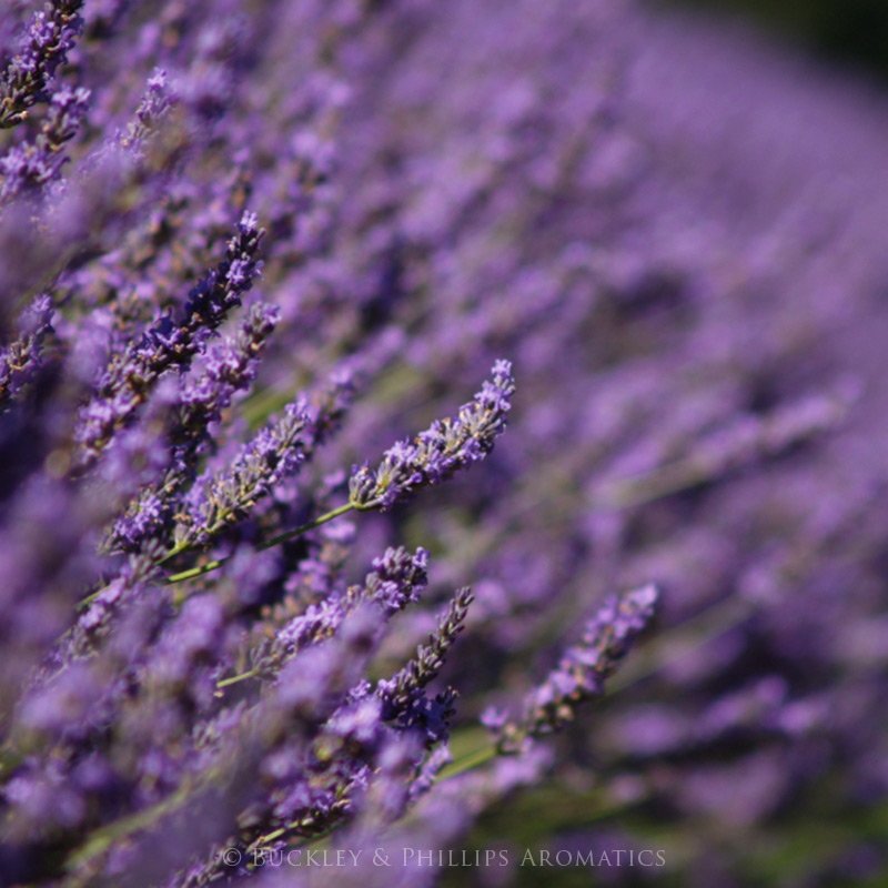 Ausganica Organic Essential Oil Lavender Spike 10ml - Cutprice Online