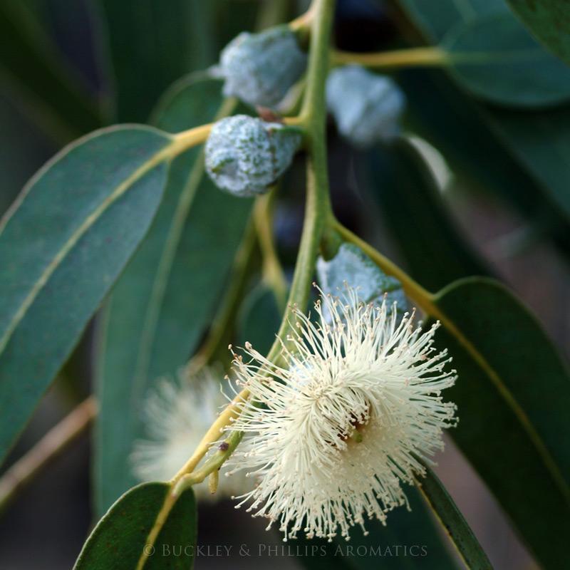 Ausganica Organic Essential Oil Eucalyptus Blue Mallee 10ml - Cutprice Online