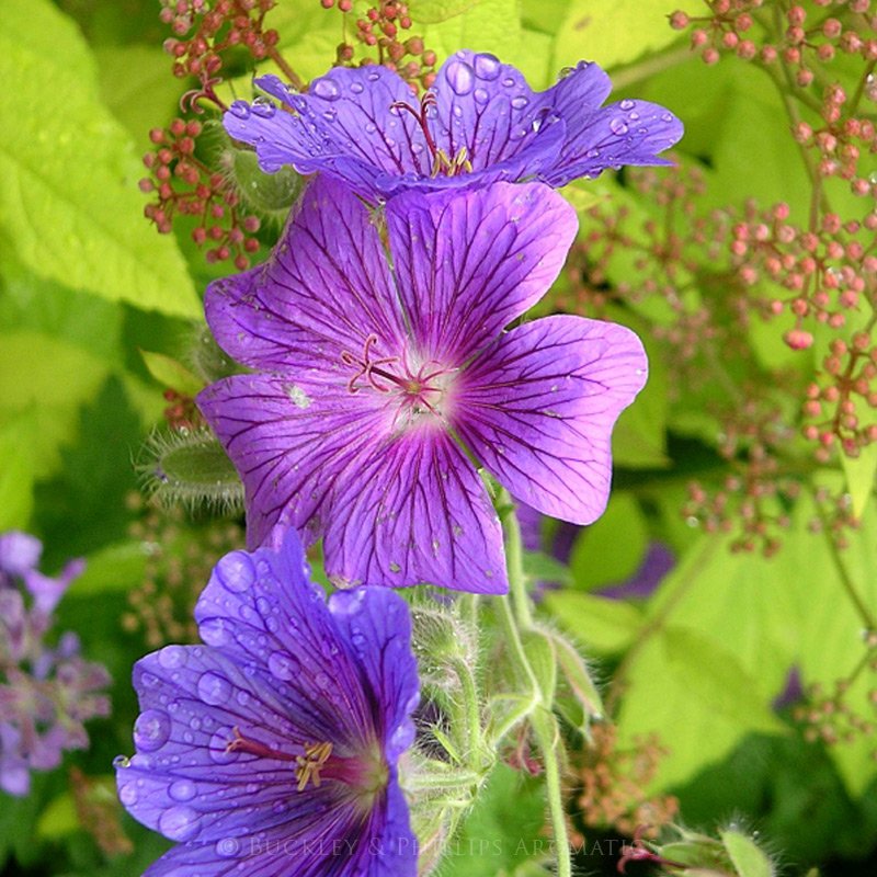 Ausganica Organic Essential Oil Geranium 10ml - Cutprice Online