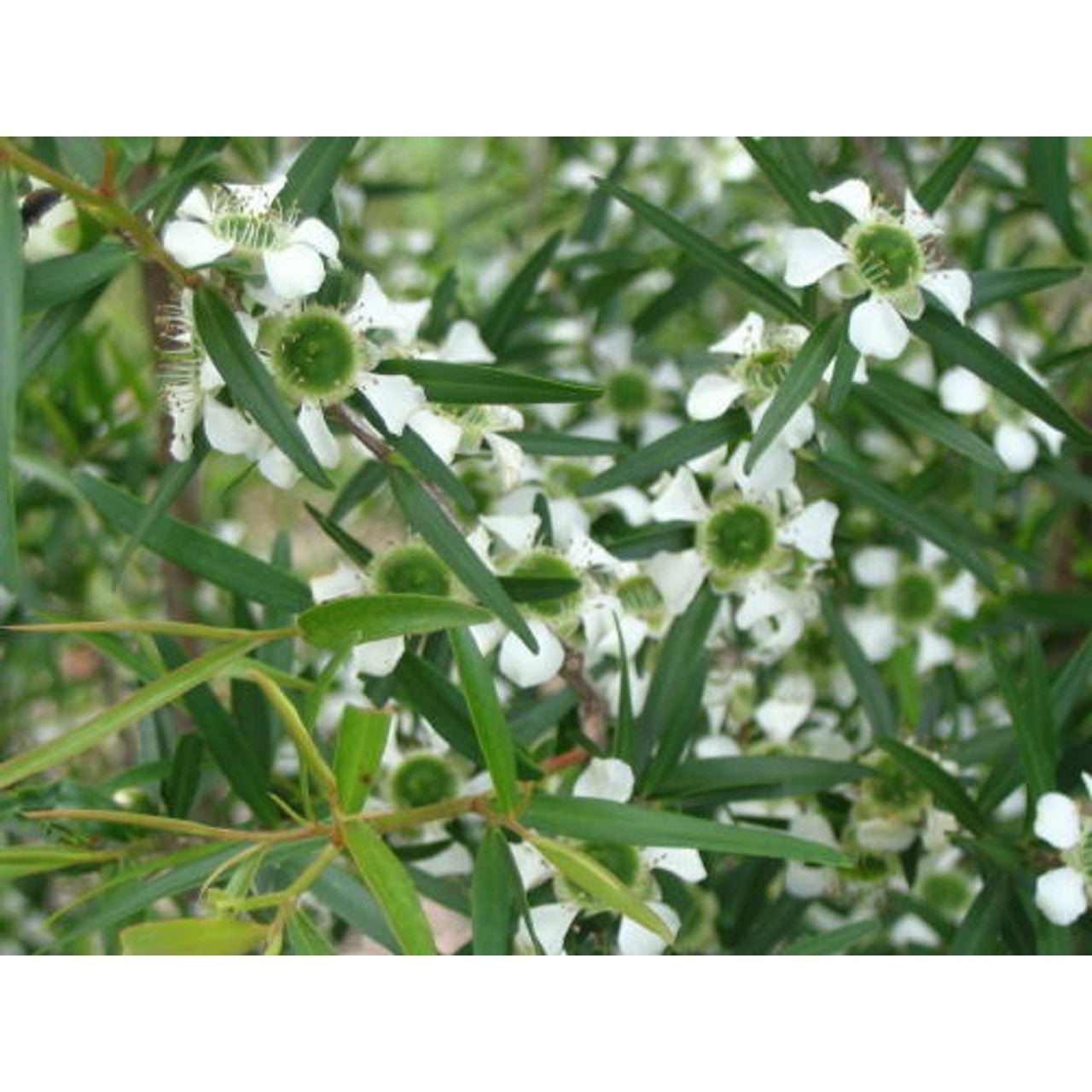 Ausganica Organic Hydrosol Lemon Scented Tea Tree 125ml - Cutprice Online