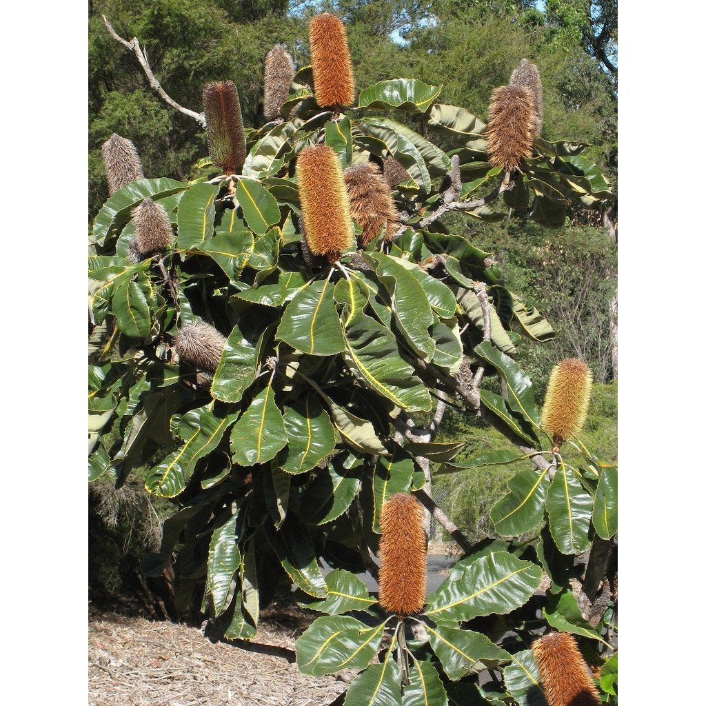 Australian Bush Flower Essences Banksia Robur 15ml - Cutprice Online