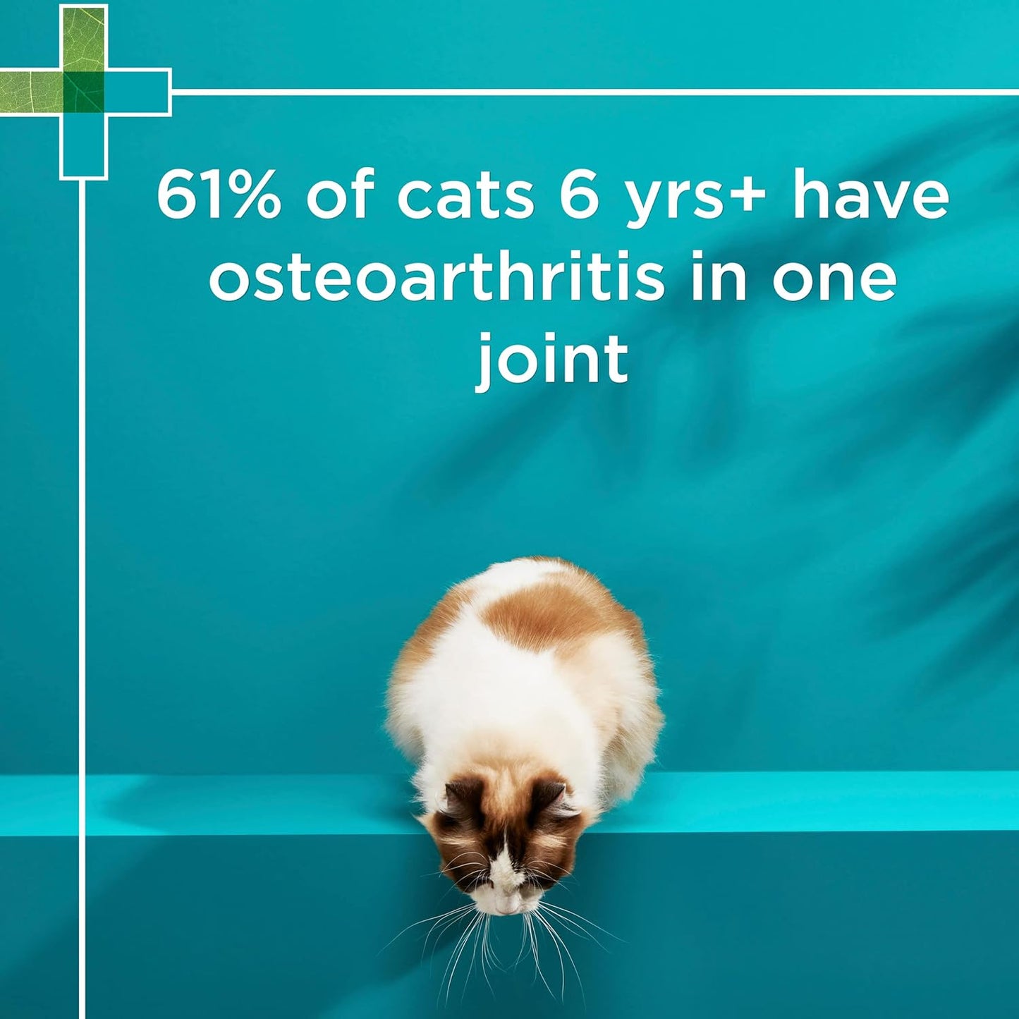 PAW By Blackmores OsteoSupport Joint Care (Powder For Cats) 60c - Cutprice Online