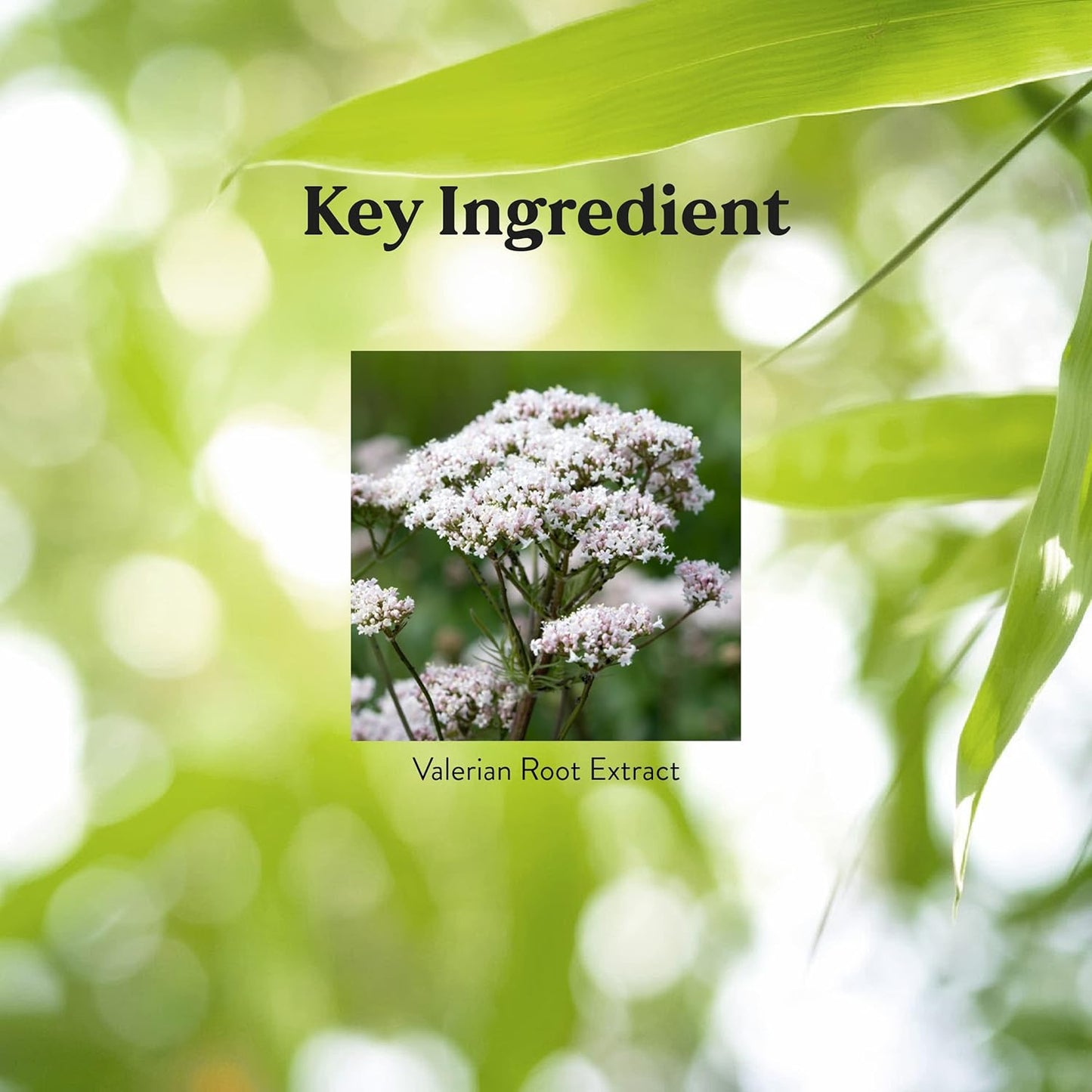 Nature's Sunshine Valerian Root 440mg 100c - Cutprice Online
