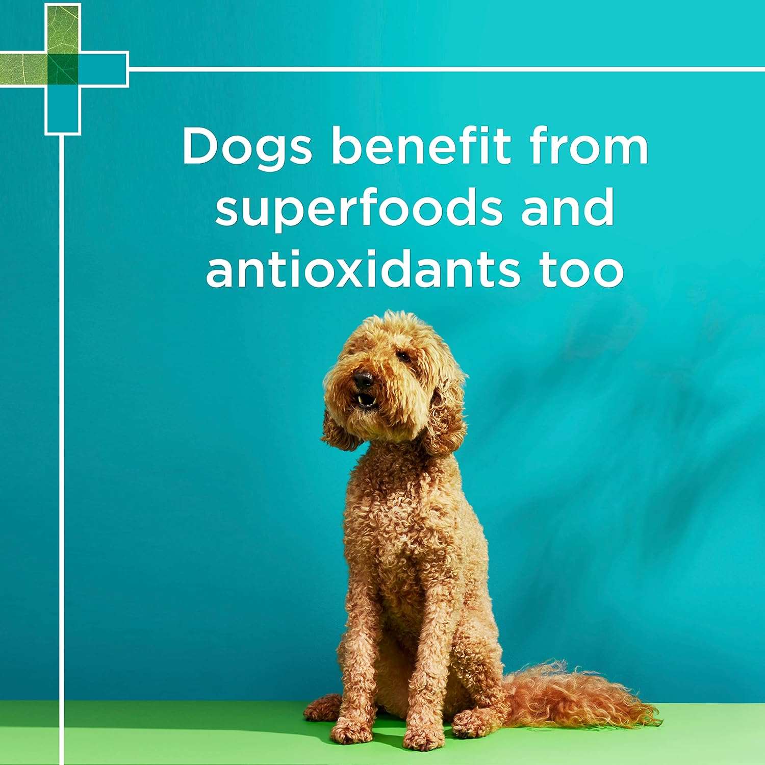 PAW By Blackmores Wellness + Vitality (For Dogs approx 60 chews) 300g - Cutprice Online