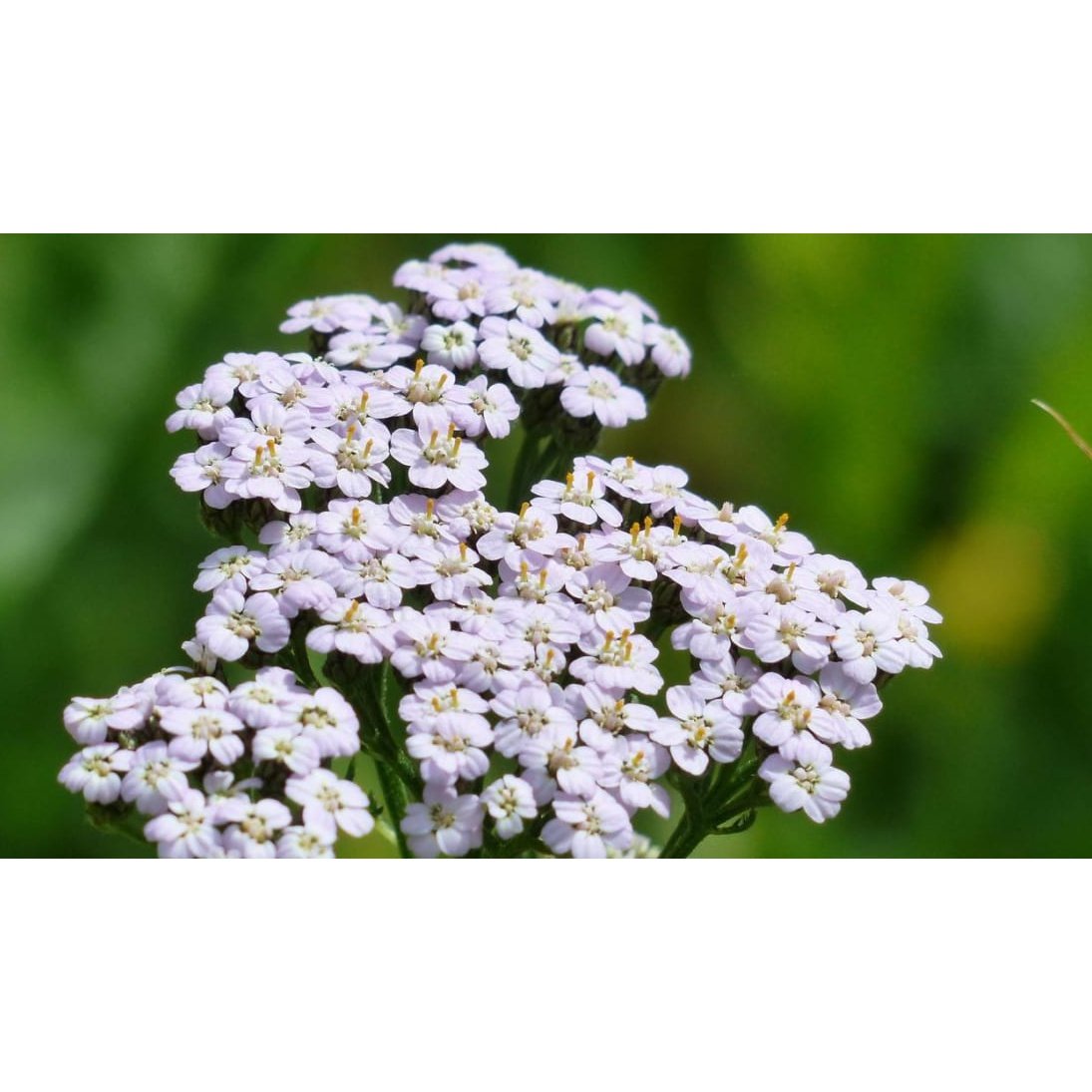 Ausganica Organic Essential Oil Yarrow 2ml - Cutprice Online