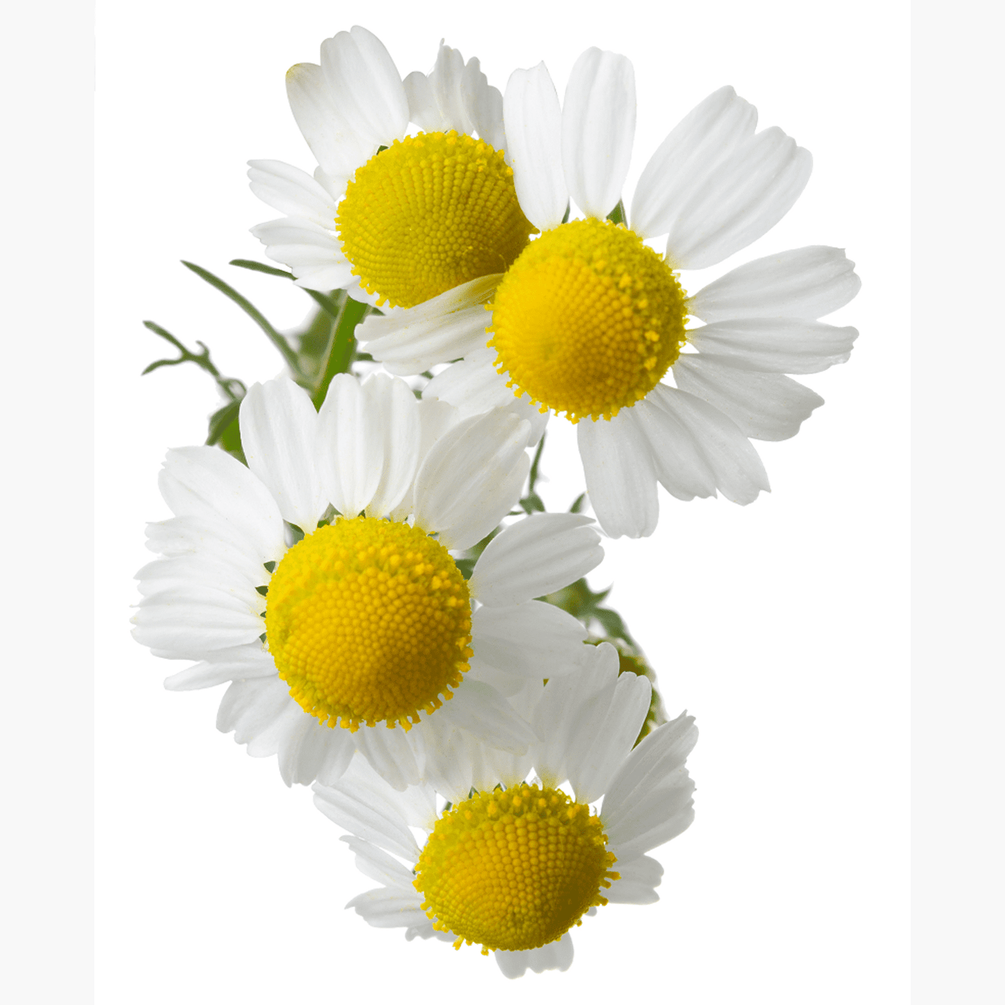 Ausganica Organic Essential Oil Dilution Chamomile German Blue 3% in Jojoba 10ml - Cutprice Online