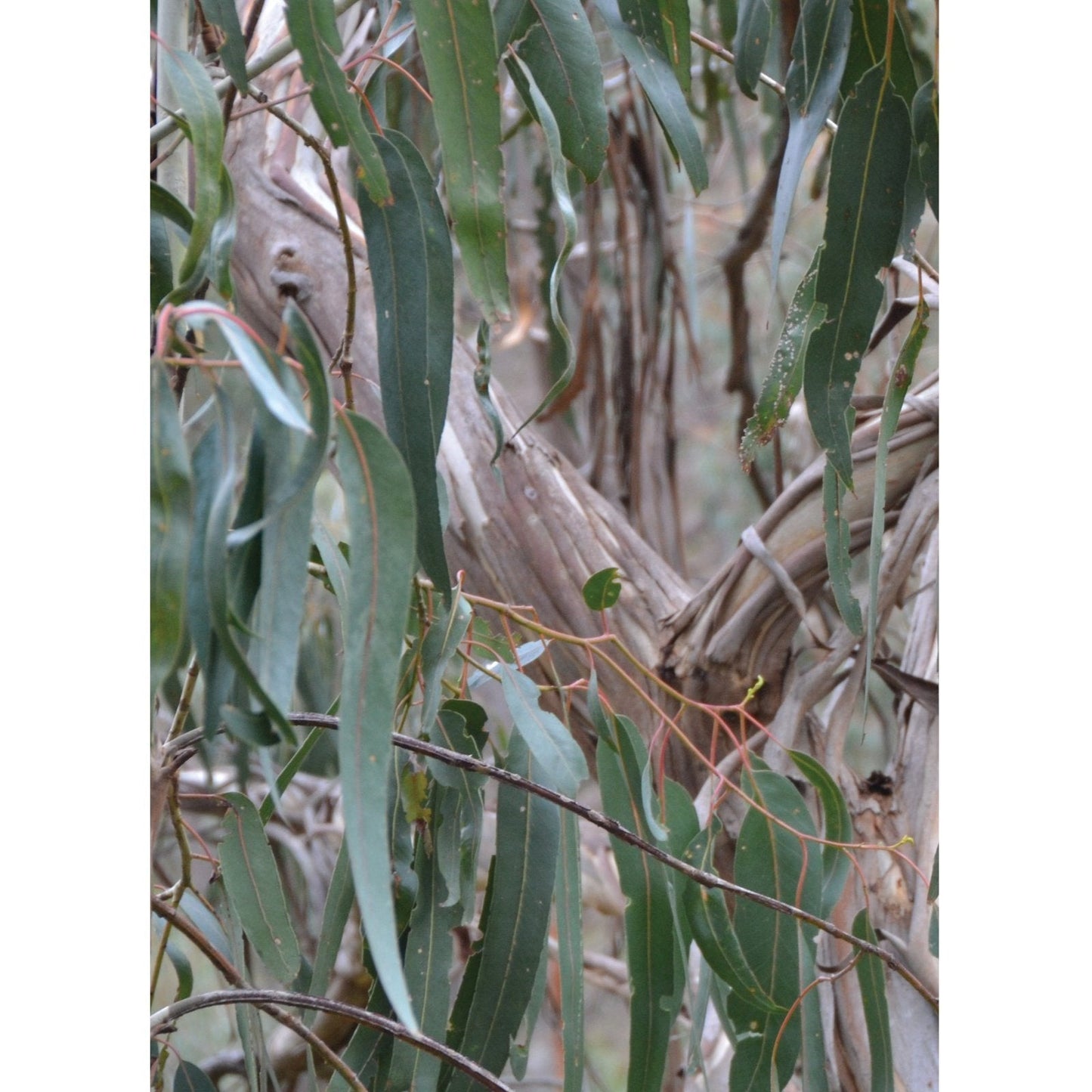 Ausganica Organic Essential Oil Eucalyptus Radiata 10ml - Cutprice Online