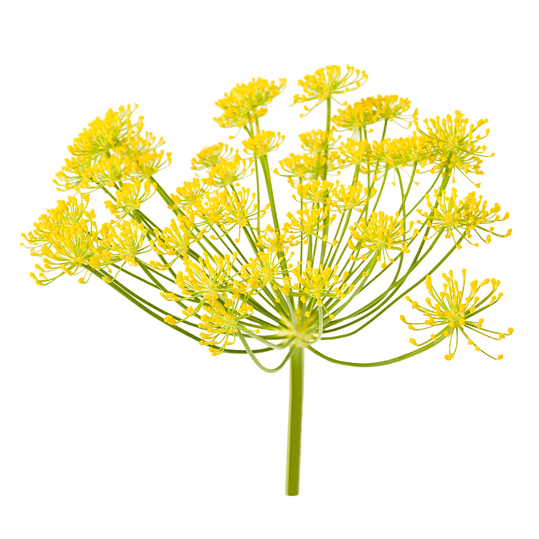 Ausganica Organic Essential Oil Fennel Sweet 10ml - Cutprice Online
