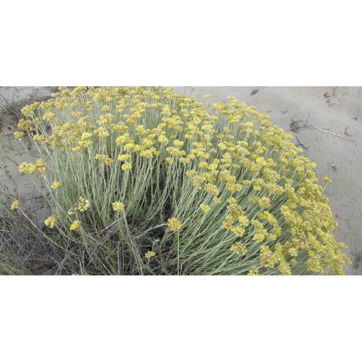 Ausganica Organic Essential Oil Immortelle 2ml - Cutprice Online