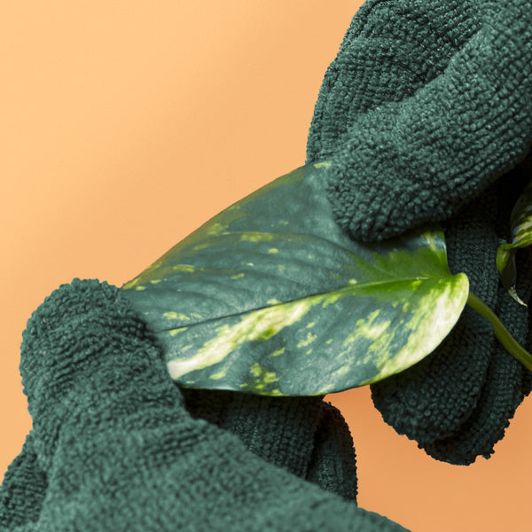 We The Wild Plant Care Leaf Cleaning Gloves - Cutprice Online
