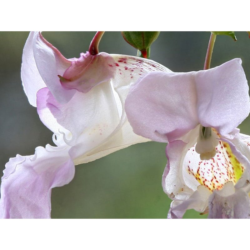 Bach Flower Remedies Impatiens 20ml Bach Flower
