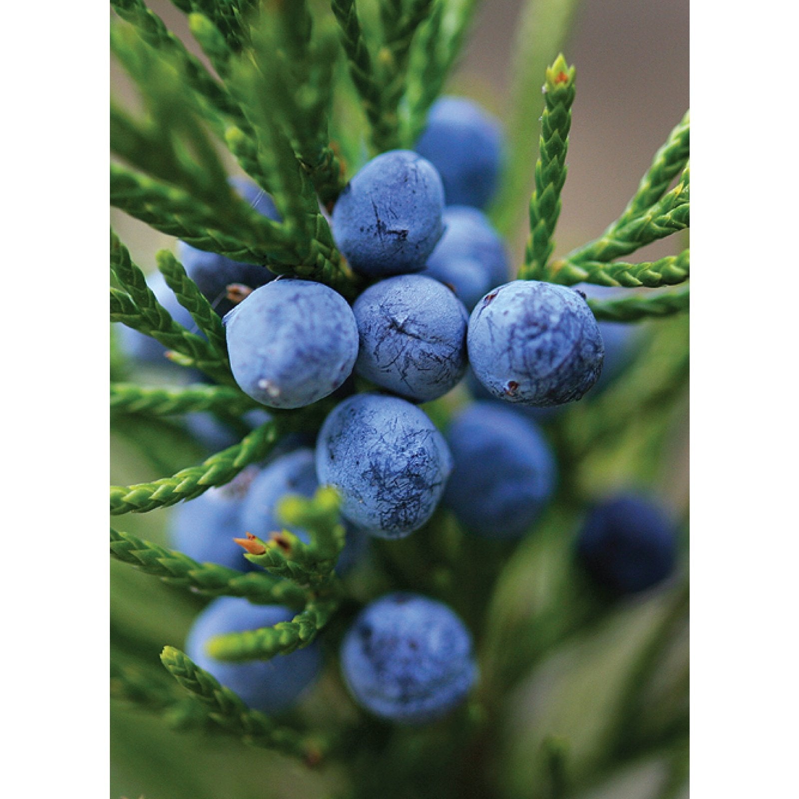 Ausganica Organic Essential Oil Juniperberry 10ml - Cutprice Online