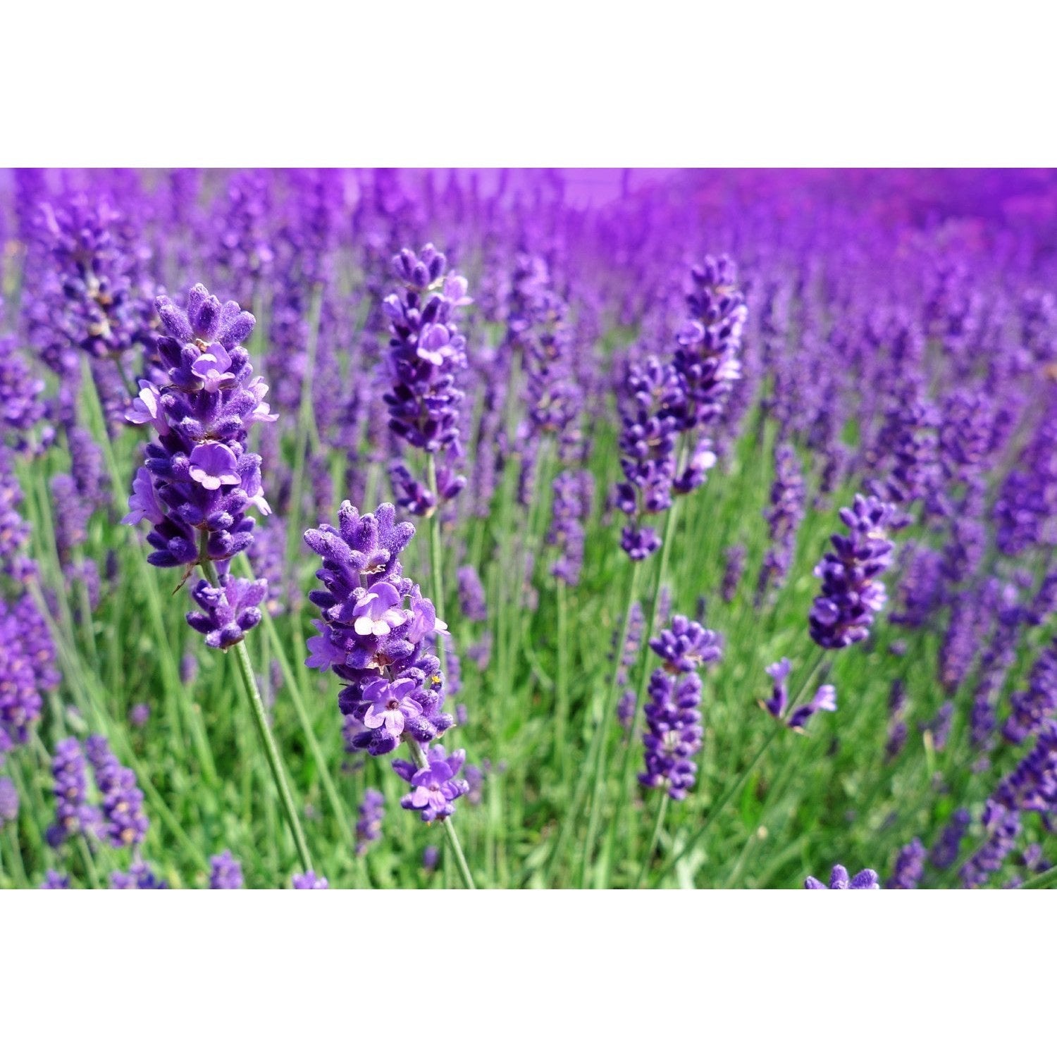 Ausganica Organic Hydrosol Lavender 125ml - Cutprice Online
