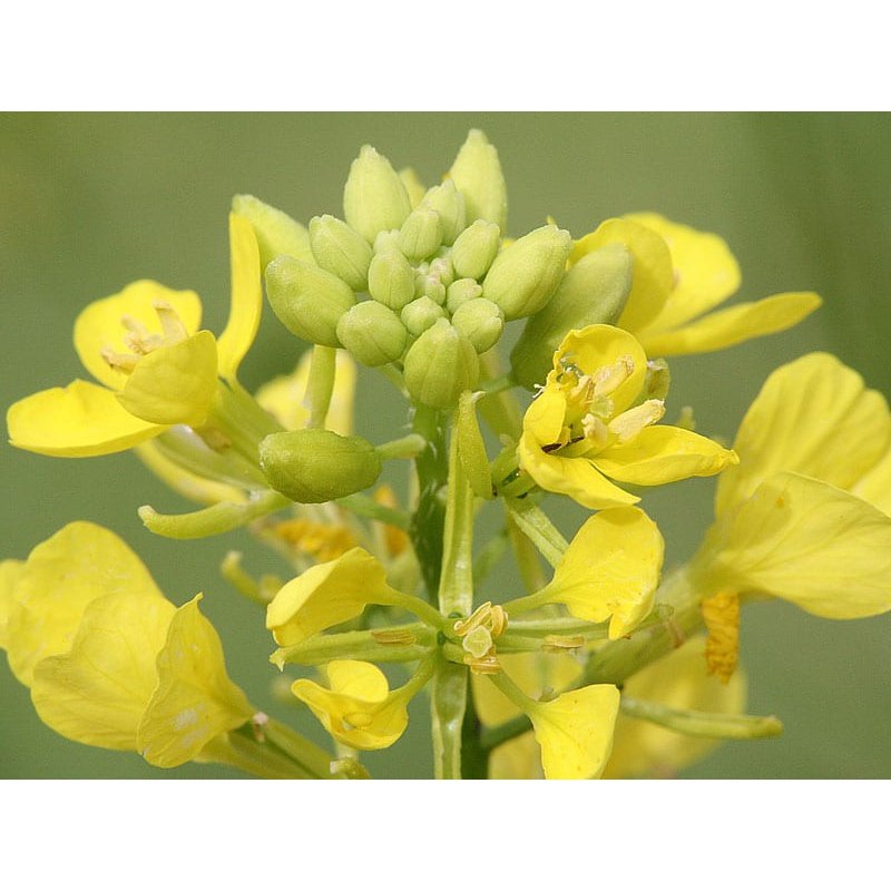 Bach Flower Remedies Mustard 20ml Bach Flower
