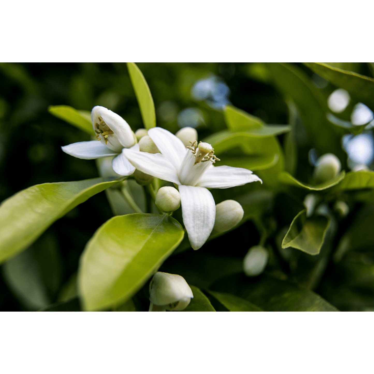 Ausganica Organic Essential Oil Dilution Immortelle 3% in Jojoba 10ml - Cutprice Online
