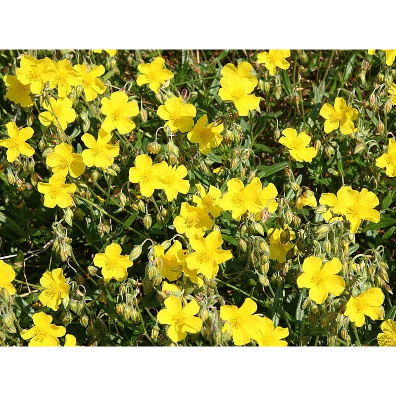 Bach Flower Remedies Rock Rose 20ml Bach Flower