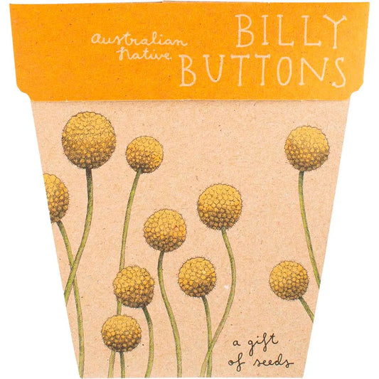 SOW 'N SOW Gift Of Seeds Billy Buttons 1 SOW 'N SOW
