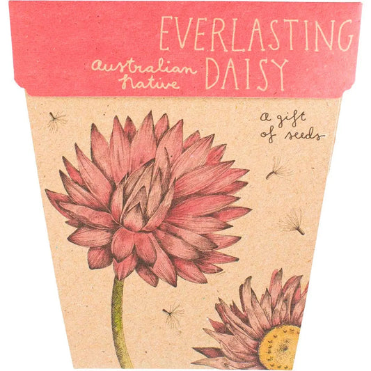 SOW 'N SOW Gift Of Seeds Everlasting Daisy 1 SOW 'N SOW