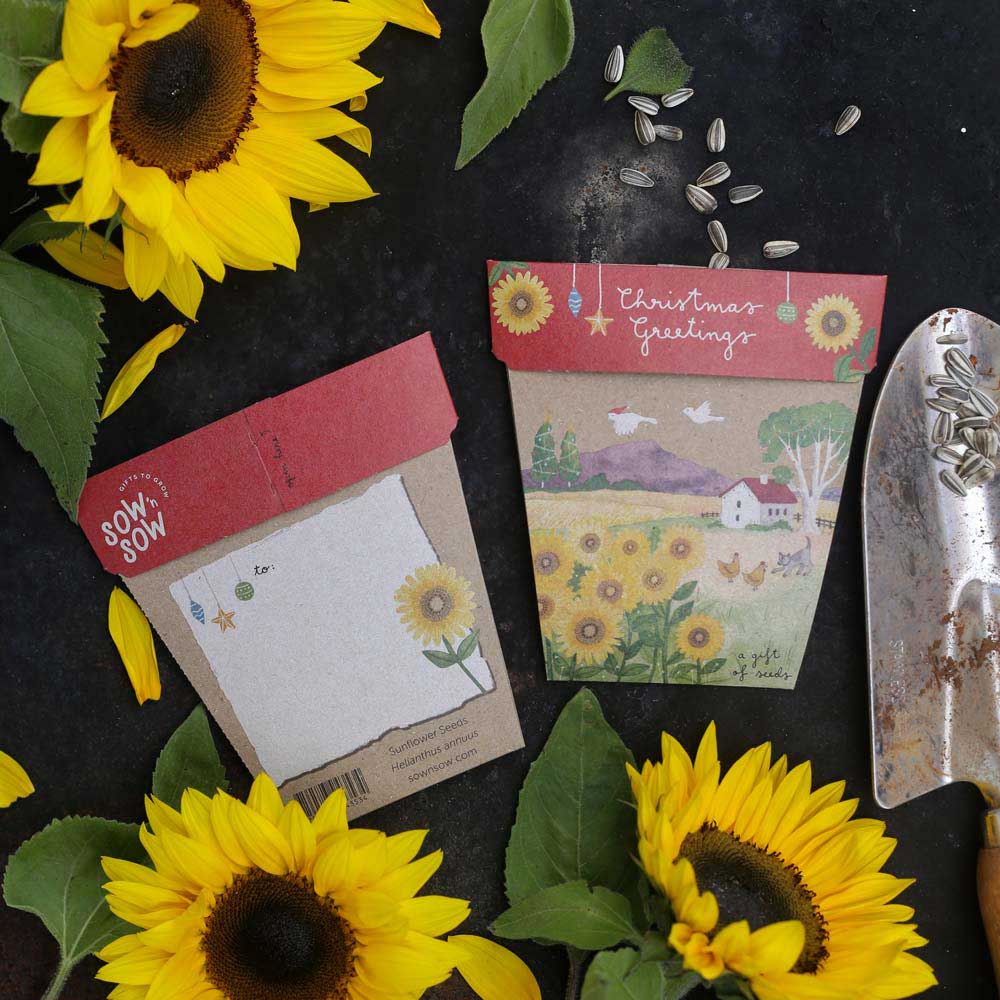 Sow 'n Sow Gift Of Seeds Christmas Sunflowers 1 Each