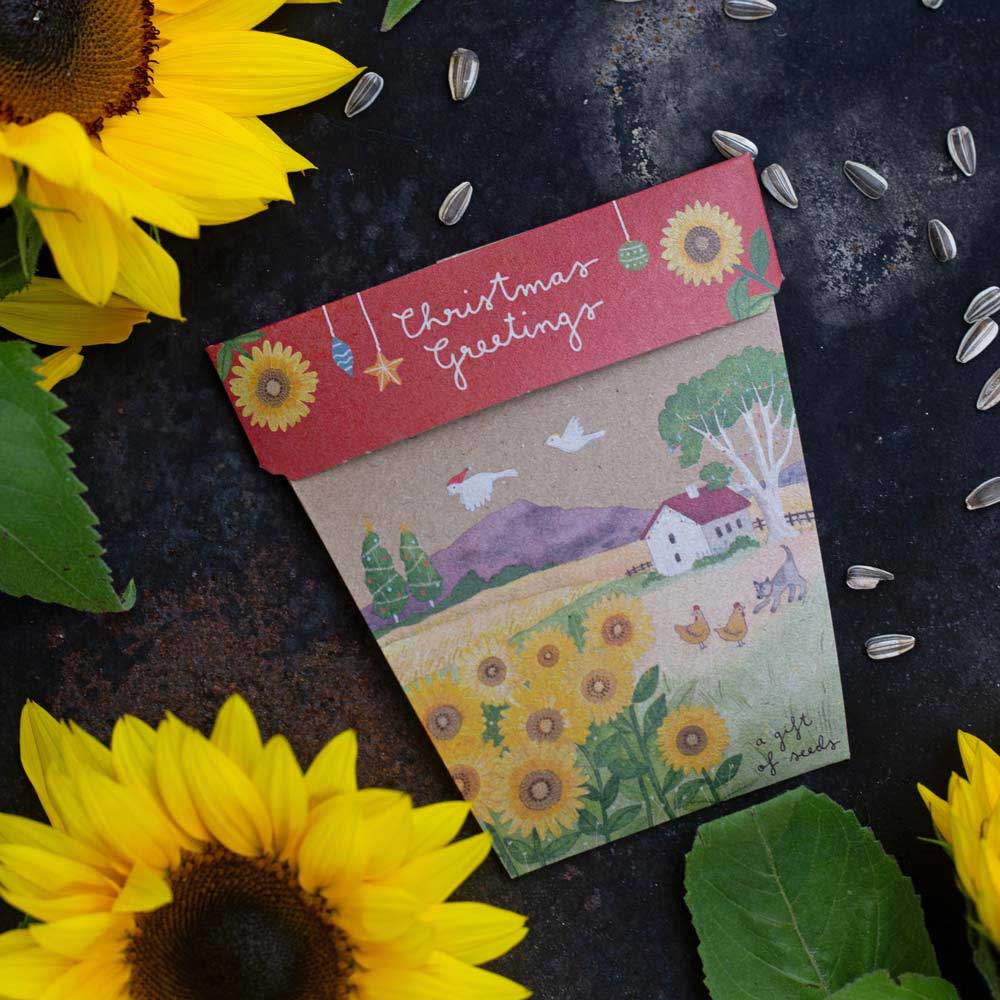Sow 'n Sow Gift Of Seeds Christmas Sunflowers 1 Each
