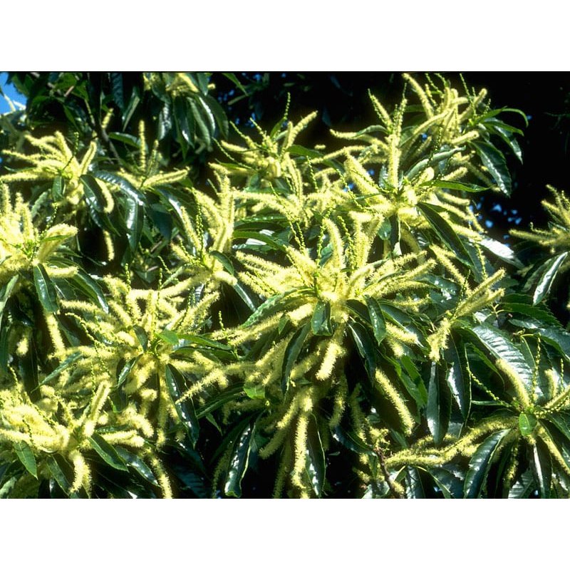 Bach Flower Remedies Sweet Chestnut 20ml Bach Flower