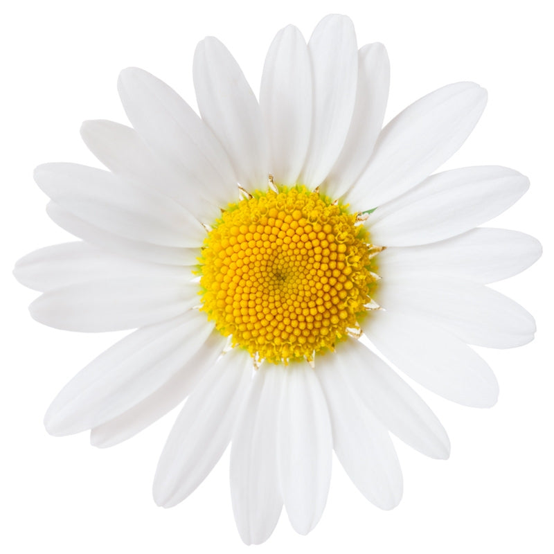 Ausganica Organic Hydrosol Chamomile German 125ml - Cutprice Online
