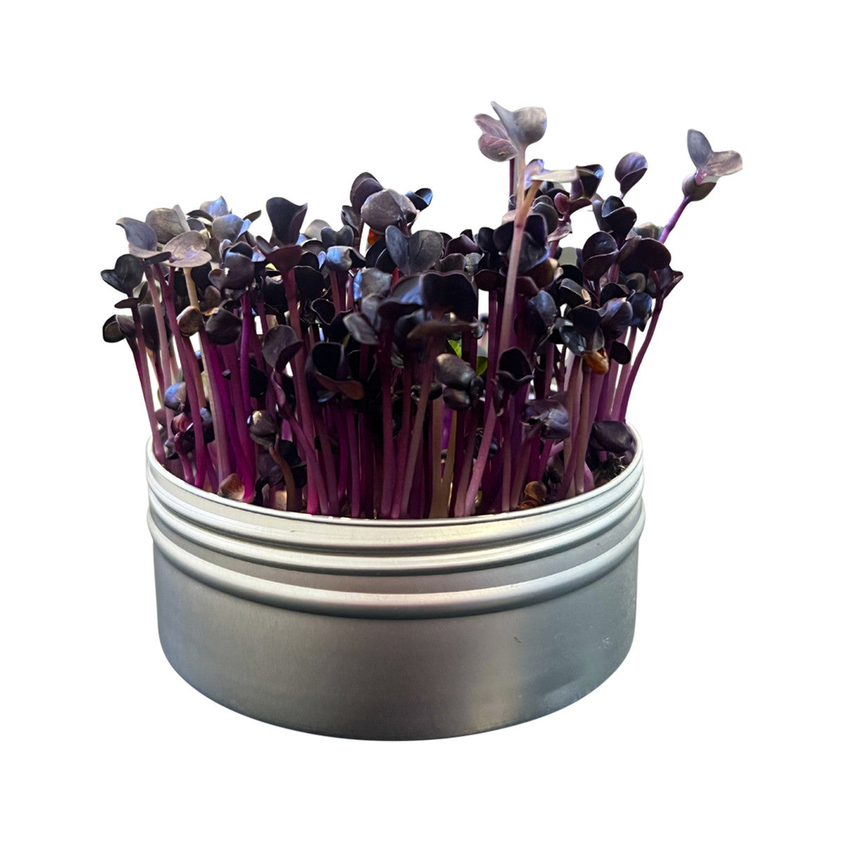 Untamed Health Mini Tini Microgreens Grow Kit Radish - Cutprice Online