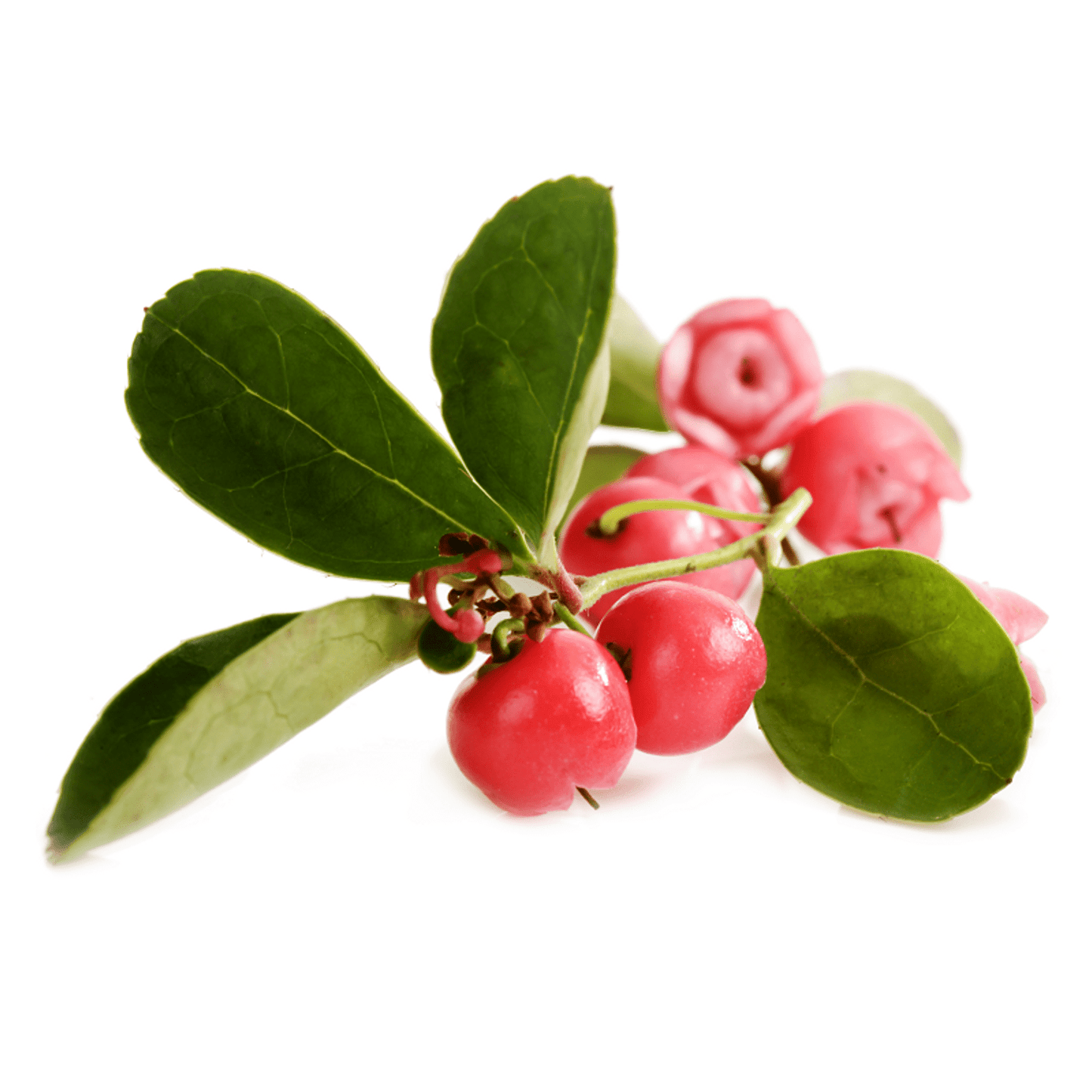 Ausganica Organic Essential Oil Wintergreen 10ml - Cutprice Online