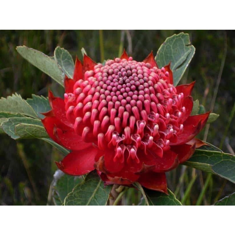 Australian Bush Flower Essences Waratah 15ml - Cutprice Online