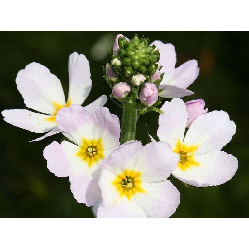 Bach Flower Remedies Water Violet 20ml Bach Flower
