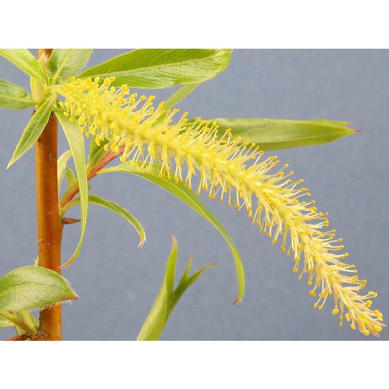Bach Flower Remedies Willow 20ml Bach Flower