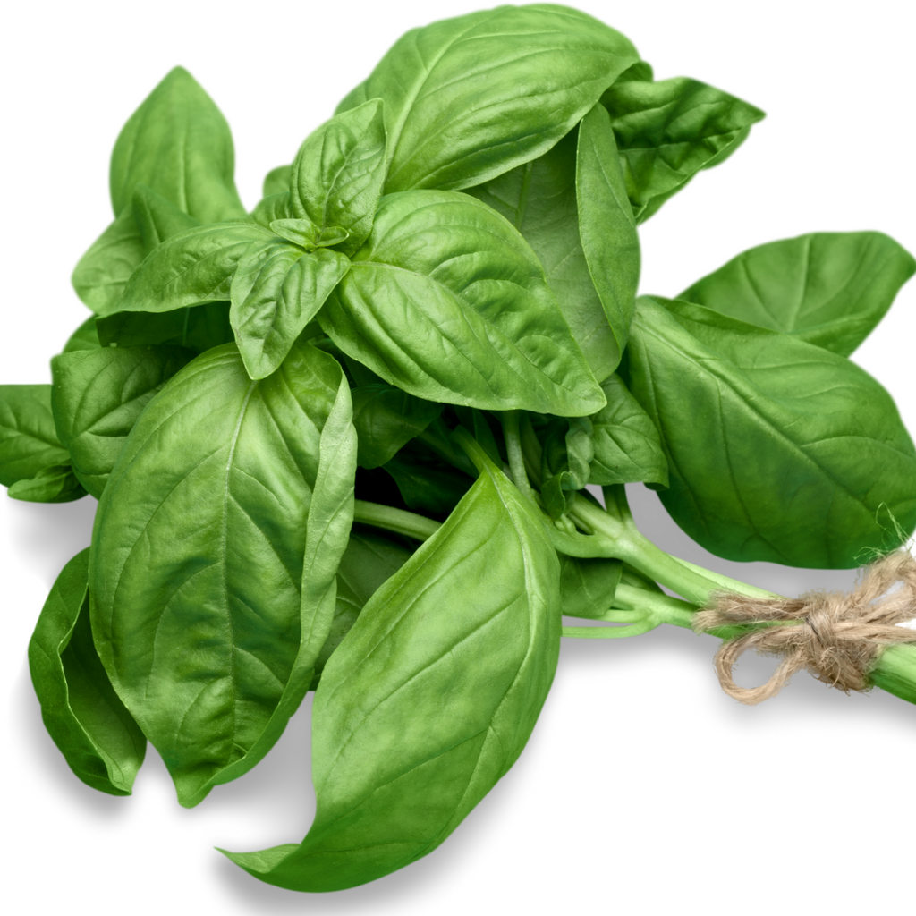 Ausganica Organic Essential Oil Basil 10ml - Cutprice Online