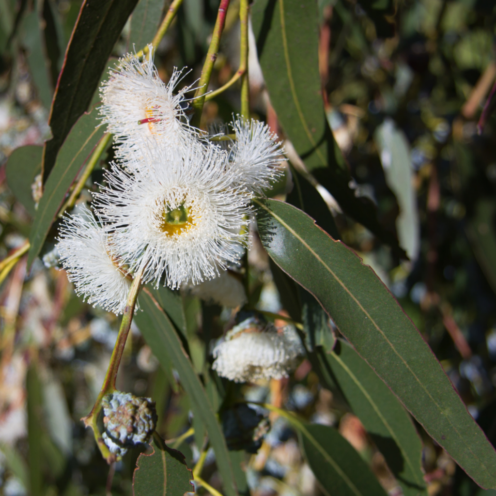 Ausganica Organic Essential Oil Eucalyptus Globulus 10ml - Cutprice Online