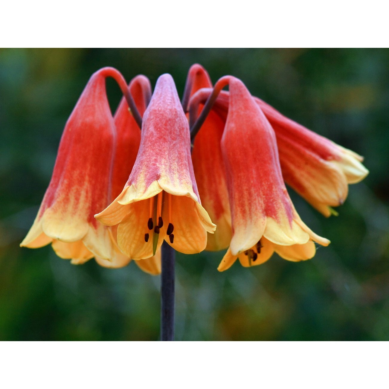 Australian Bush Flower Essences Christmas Bell 15ml - Cutprice Online