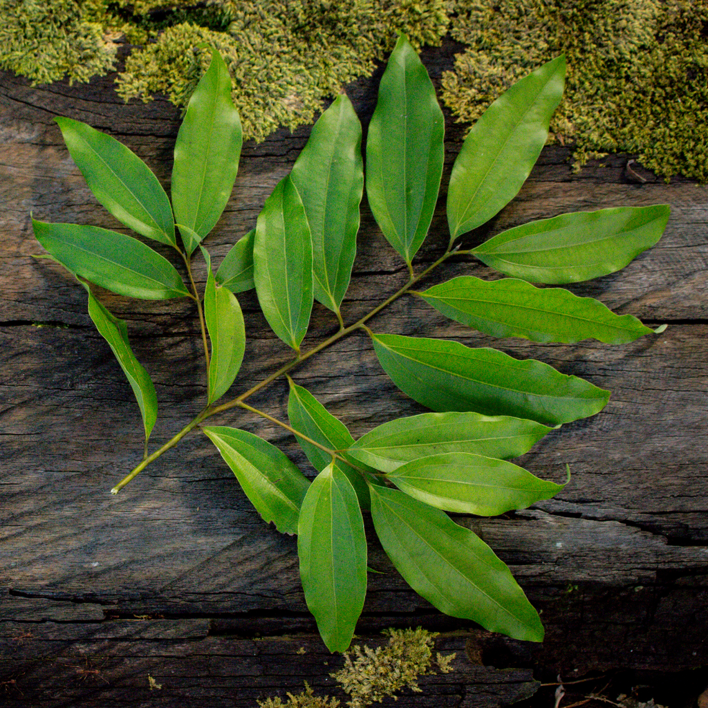 Ausganica Organic Essential Oil Cinnamon Leaf 10ml - Cutprice Online