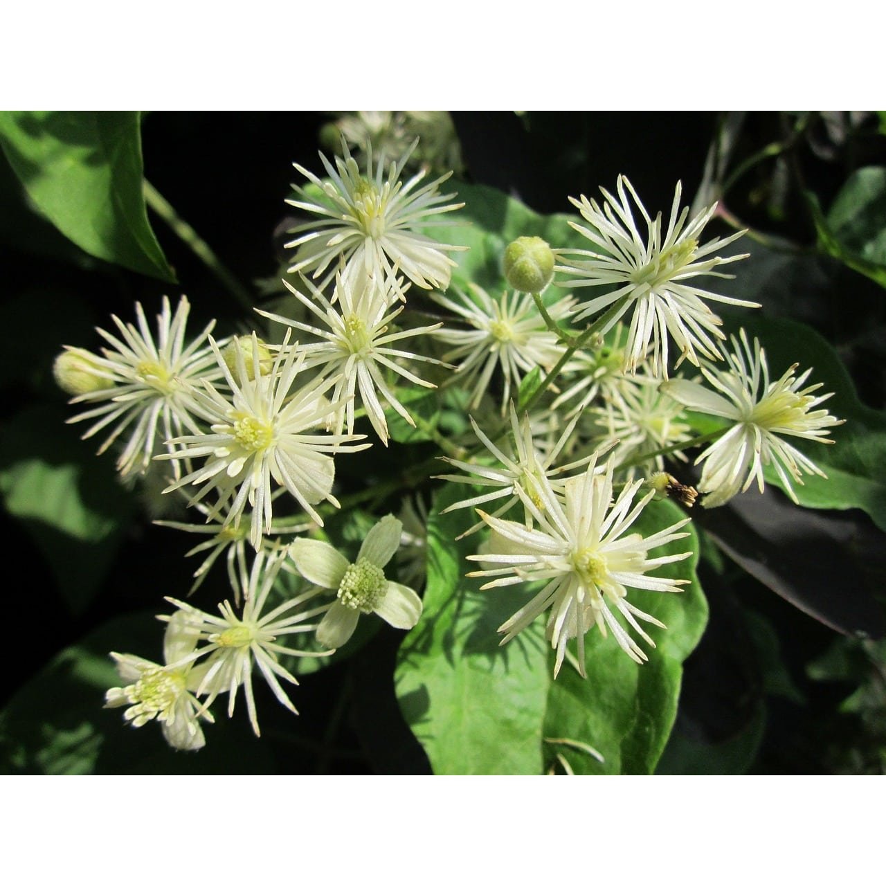 Bach Flower Remedies Clematis 20ml Bach Flower