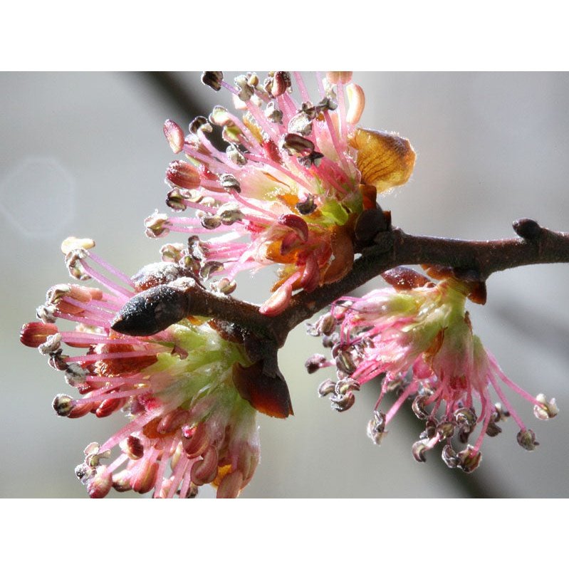 Bach Flower Remedies Elm 20ml Bach Flower