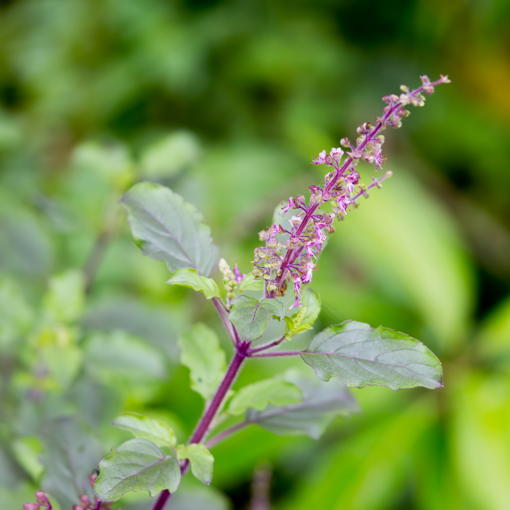 Ausganica Organic Essential Oil Holy Basil 5ml - Cutprice Online