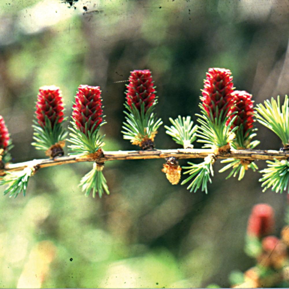 Bach Flower Remedies Larch 20ml Bach Flower