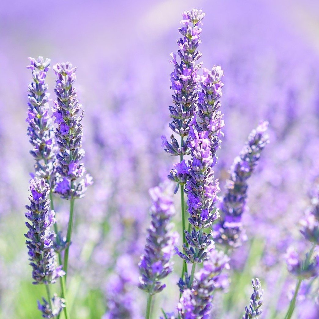 Ausganica Organic Essential Oil Lavender 10ml - Cutprice Online
