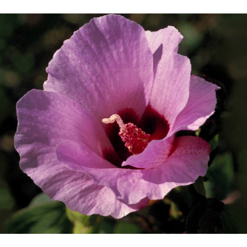 Australian Bush Flower Essences Sturt Desert Rose 15ml - Cutprice Online
